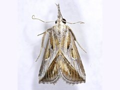 Rhynchodontodes chalcias