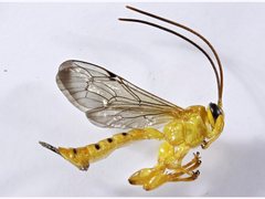 Xanthopimpla