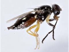 Protopiophila contecta