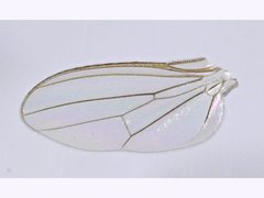 Protopiophila contecta