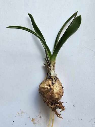 Prospero obtusifolium