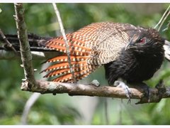 Pheasant Coucal photo 3