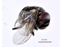 Cryptochetidae