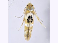 Hieromantis ephodophora