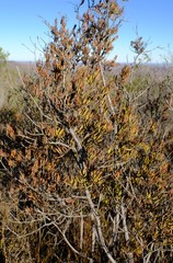 Dodonaea viscosa angustissima