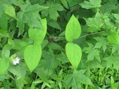 Clematis fusca