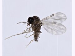 Culicoides ornatus