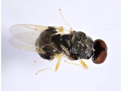 Damaromyia clivosa