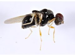 Damaromyia clivosa