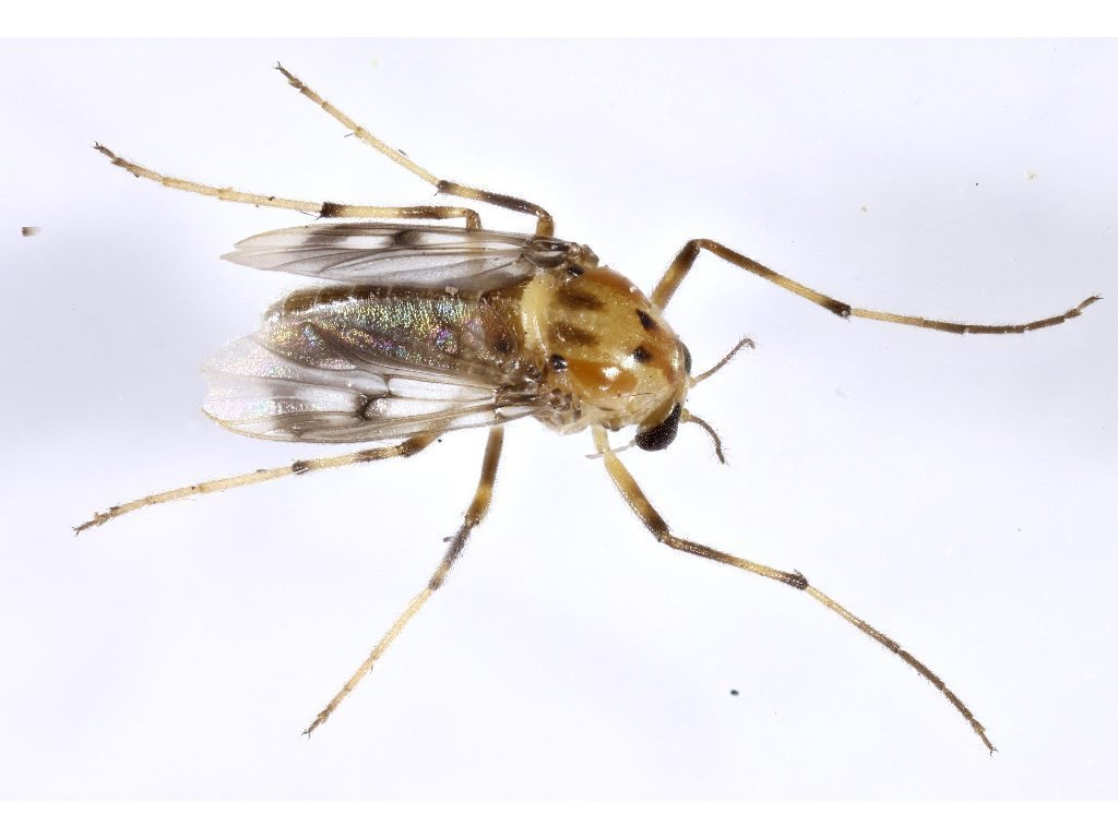 Clinotanypus crux