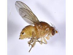 Homoneura indecisa