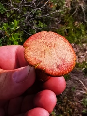 Suillus asiaticus