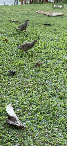 Ortygornis pondicerianus observed 2024-11-17