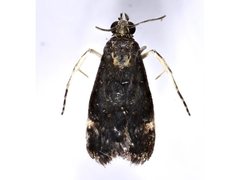 Heliothela ophideresana