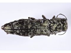 Agrilus occipitalis