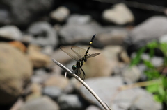 Onychothemis tonkinensis