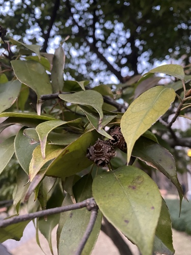 Liquidambar gracilipes, 2024-01-09