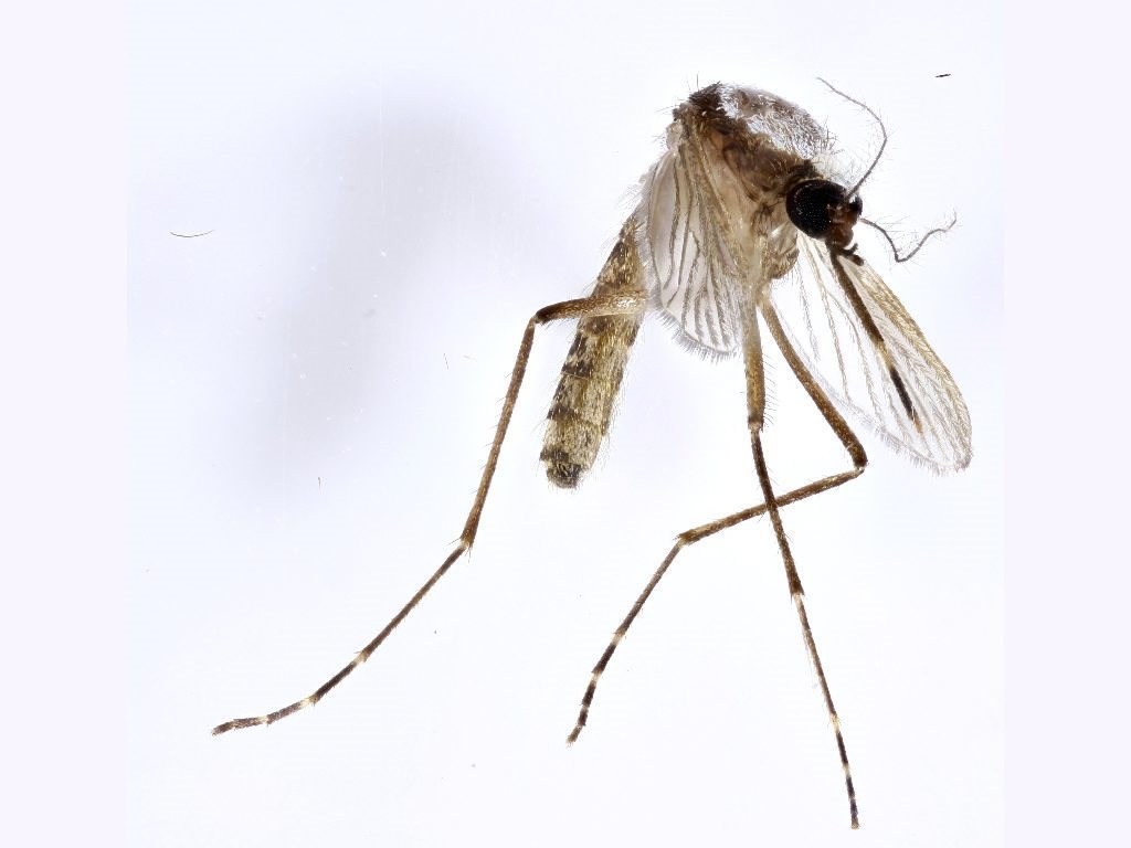 Frosty Mosquito
