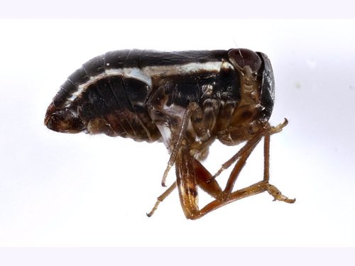 Gelastissus albolineatus in life