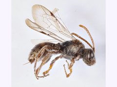 Nomada australensis