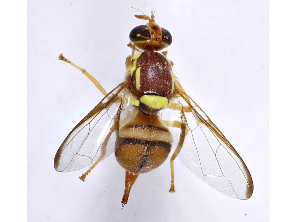 Jarvis's Fruit Fly