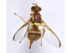 Bactrocera jarvisi