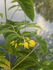 Lysimachia vulgaris
