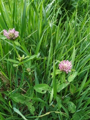 Trifolium pratense