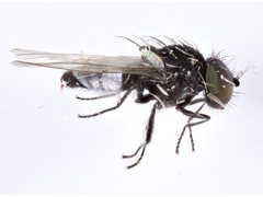 Milichiella