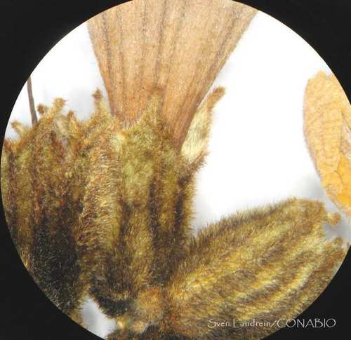 Anacahuita