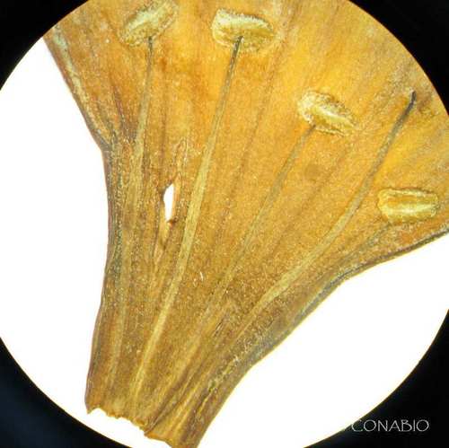Anacahuita