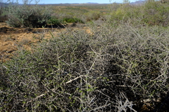 Aspalathus acuminata