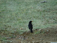 Turdus merula azorensis
