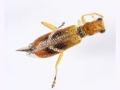 Lemidia