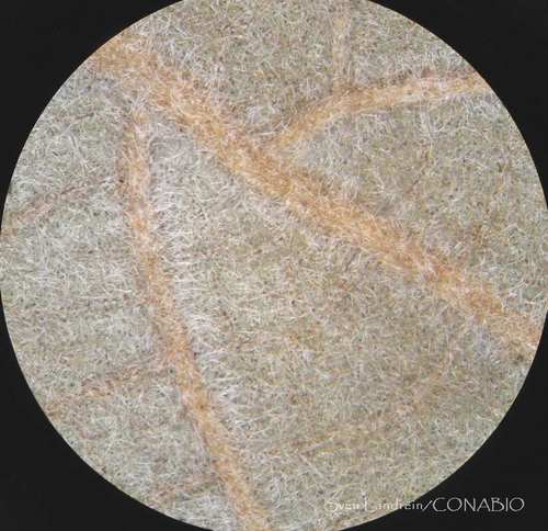 Anacahuita