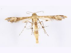 Nippoptilia cinctipedalis