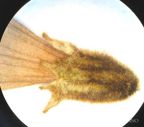 Anacahuita