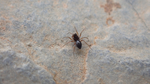 Janetschekia monodon