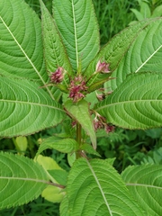 Impatiens glandulifera