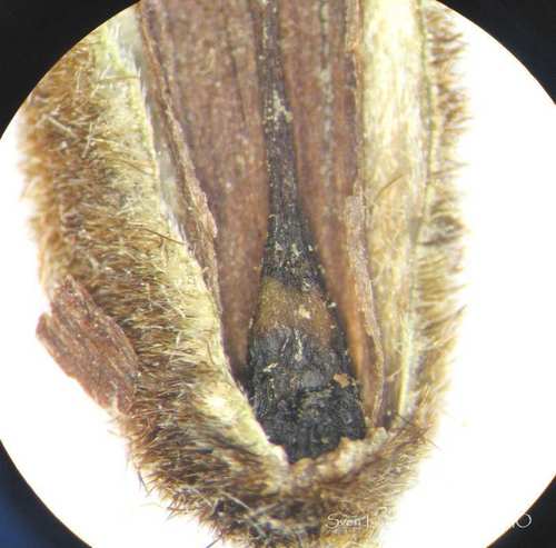 Anacahuita