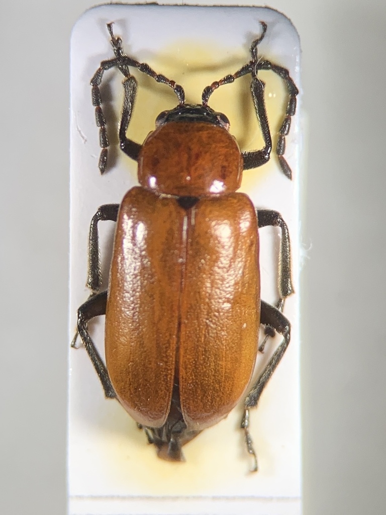 Exosoma lusitanicum