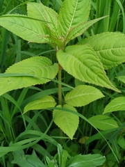Impatiens glandulifera