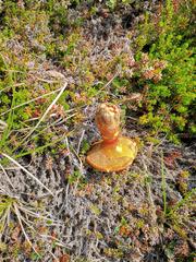 Suillus asiaticus