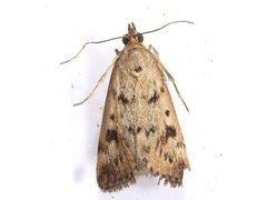 Achyra nigrirenalis