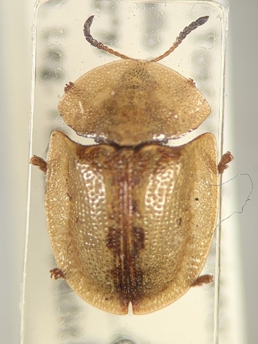 Cassida inopinata