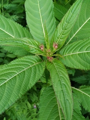 Impatiens glandulifera
