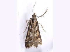 Nomophila corticalis