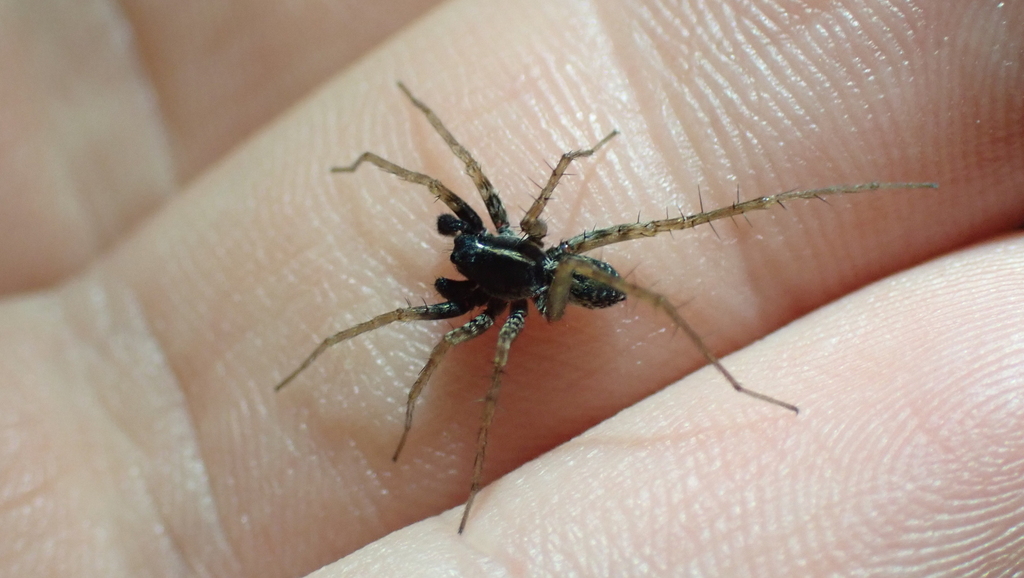 Pardosa riparia