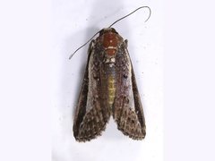 Lophoptera