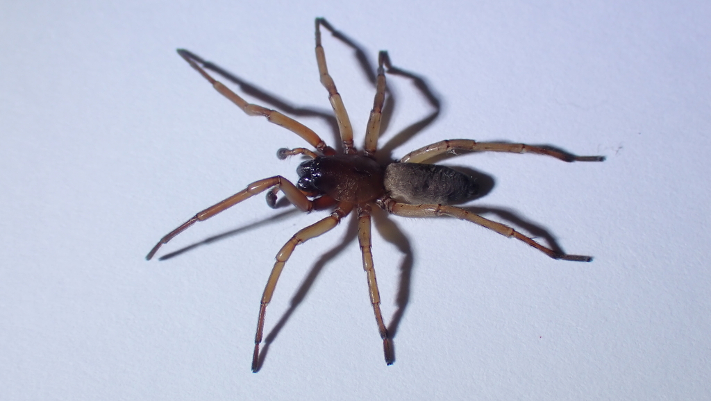 Drassodex lesserti
